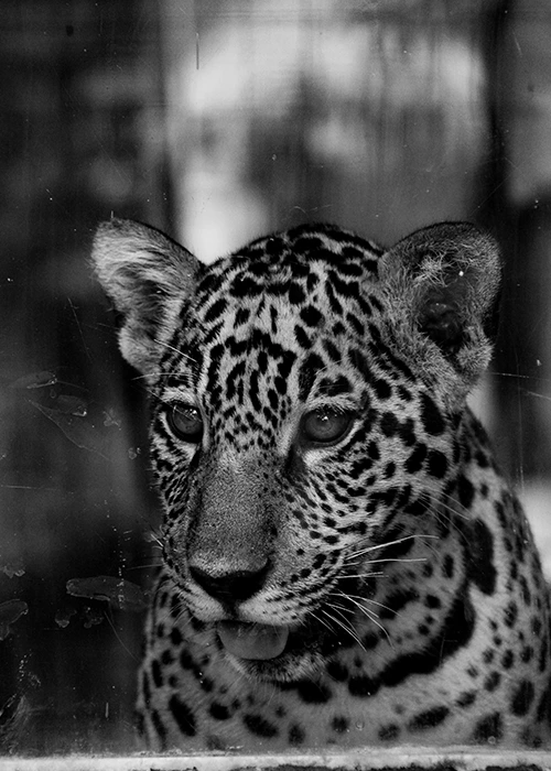 Image depicting a lush green forest with diverse wildlife, symbolizing the importance of environmental and wildlife protection.